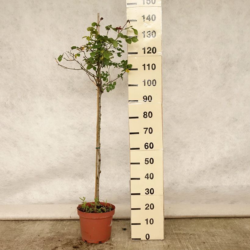 Amostra de Roseira padrão Gabriel Oak Vaso de 4 L/5 L, Haste tal como entregue no verão