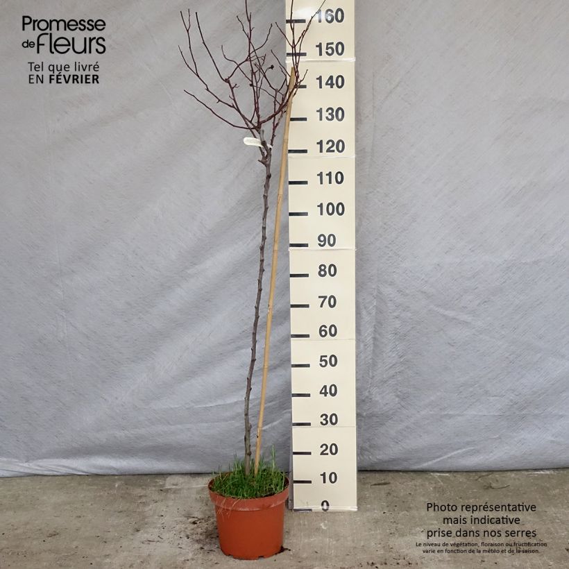 Amostra de Roseira padrão Gabriel Oak Vaso de 4 L/5 L, Haste tal como entregue no inverno