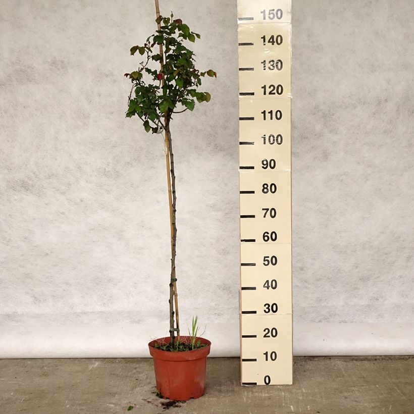 Amostra de Roseira padrão Gabriel Oak Vaso de 4 L/5 L, Haste tal como entregue na primavera