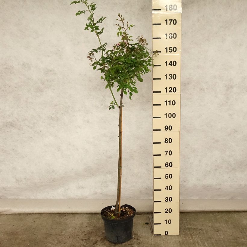 Amostra de Roseira padrão Ballerina Vaso de 7,5 L/10 L, Haste tal como entregue no verão