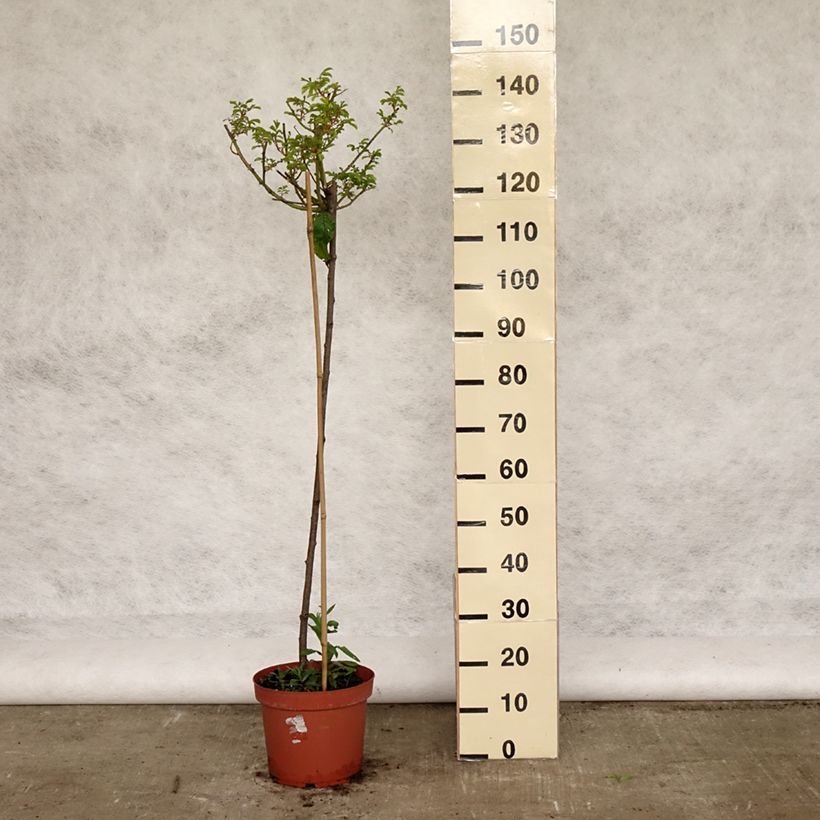 Amostra de Roseira padrão Ballerina Vaso de 7,5 L/10 L, Haste tal como entregue na primavera