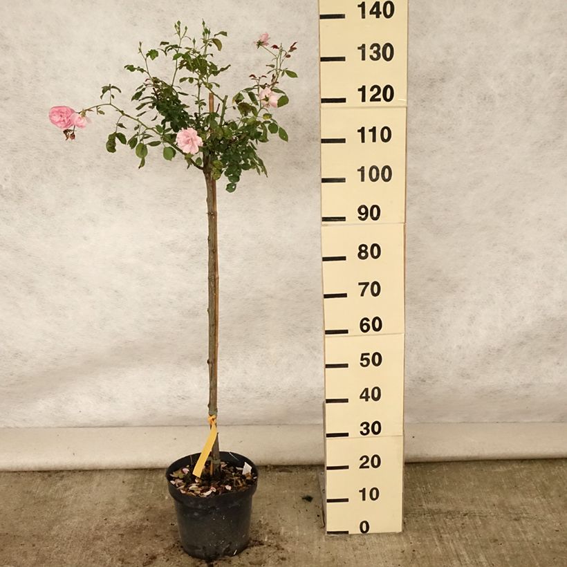 Amostra de Roseira padrão Bonica Vaso de 7,5 L/10 L, Haste tal como entregue no verão