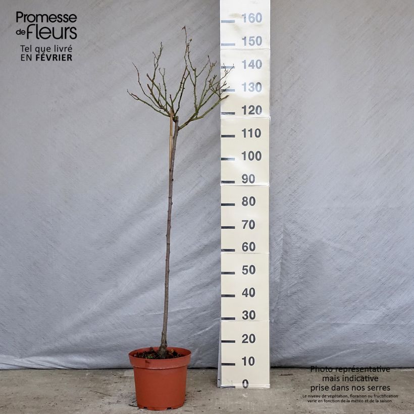 Amostra de Rosier tige Bonica Vaso de 7,5 L/10 L, Haste tal como entregue no inverno