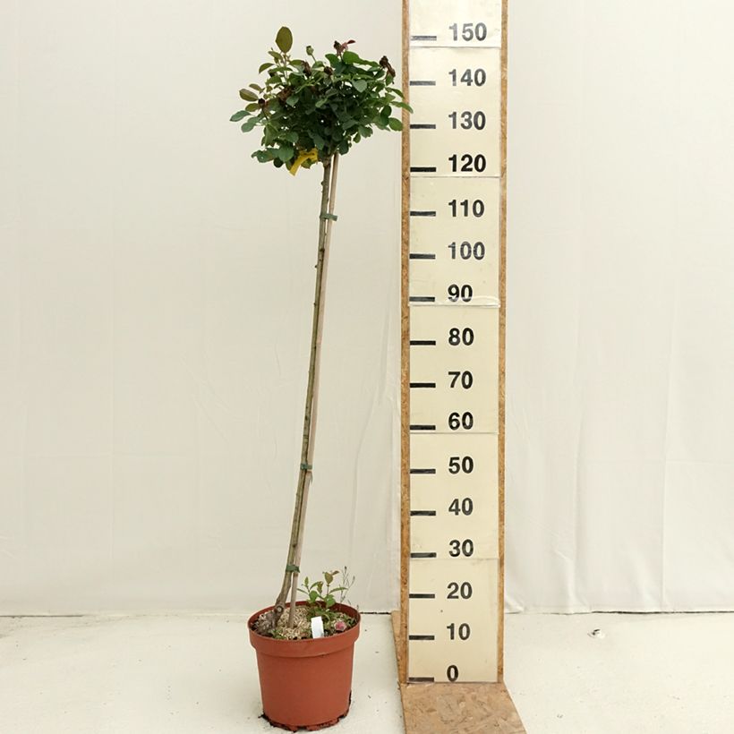 Amostra de Roseira padrão Côté jardin Orapent Vaso de 7,5 L/10 L, Haste tal como entregue no verão