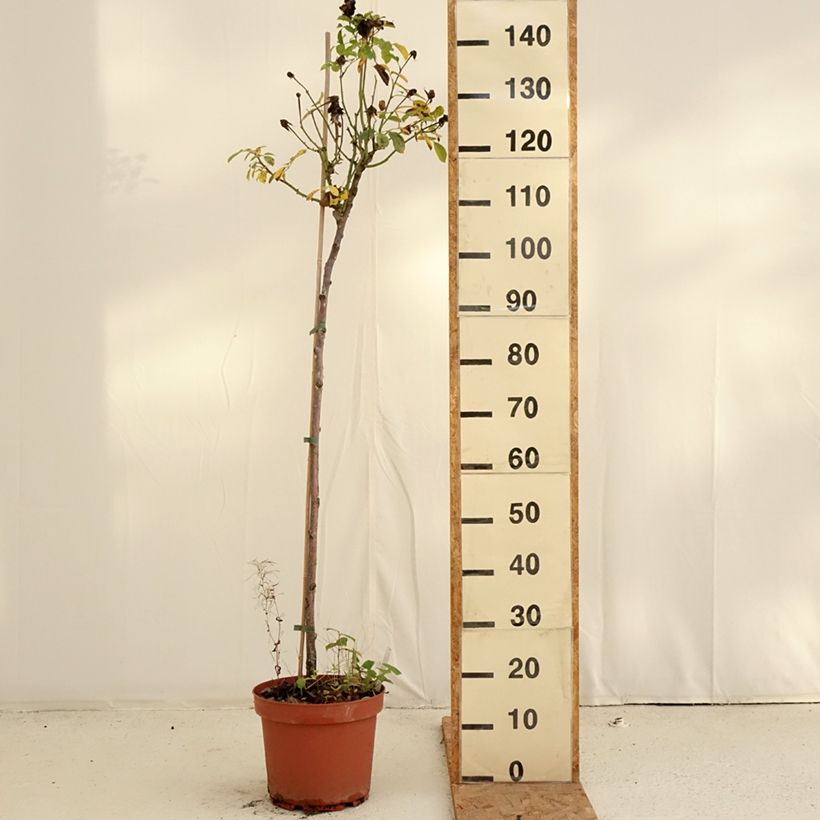 Amostra de Roseira padrão Côté jardin Orapent Vaso de 7,5 L/10 L, Haste tal como entregue no outono