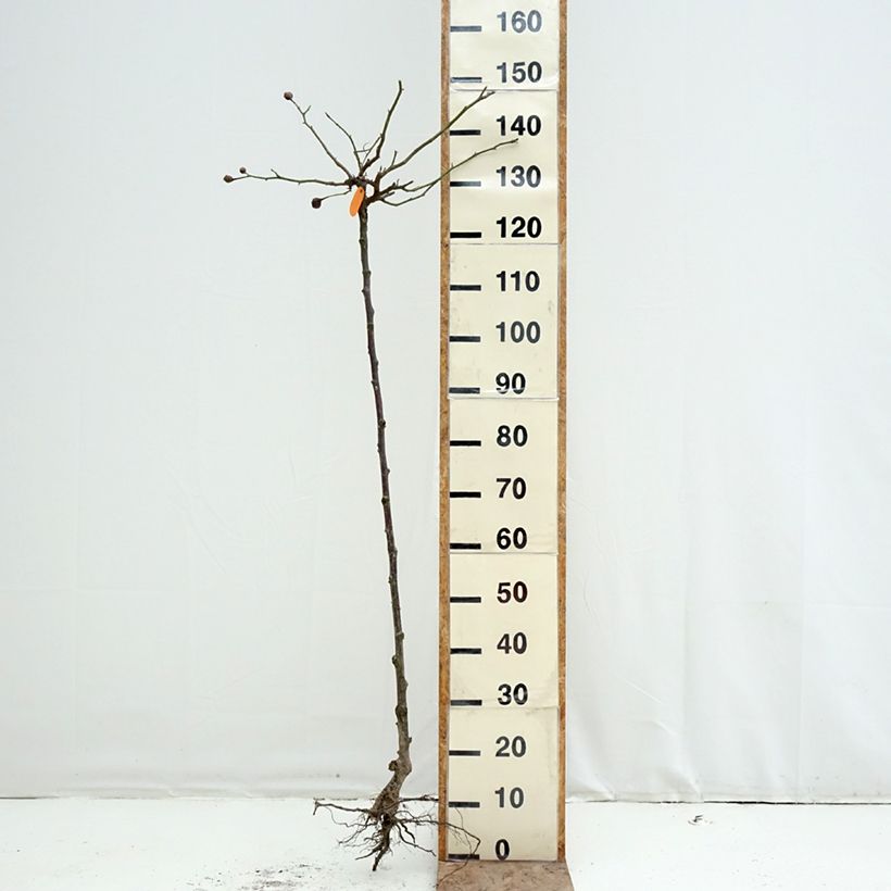 Amostra de Roseira padrão Pink Eden Rose Raízes nuas, Haste tal como entregue no inverno