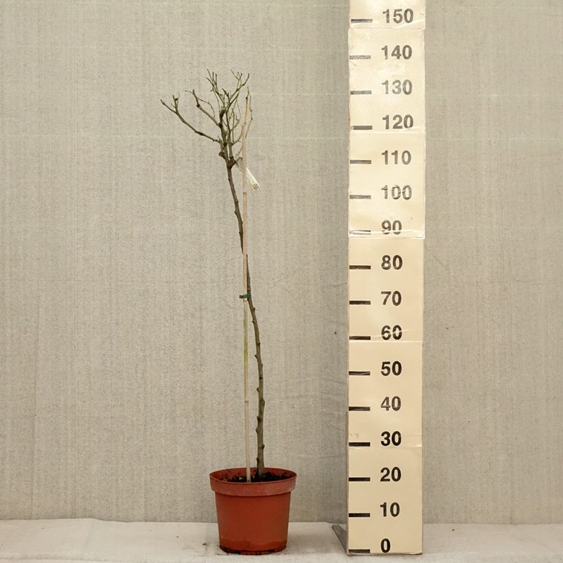 Amostra de Roseira padrão Claire Austin Vaso de 7,5 L/10 L, Haste tal como entregue no outono