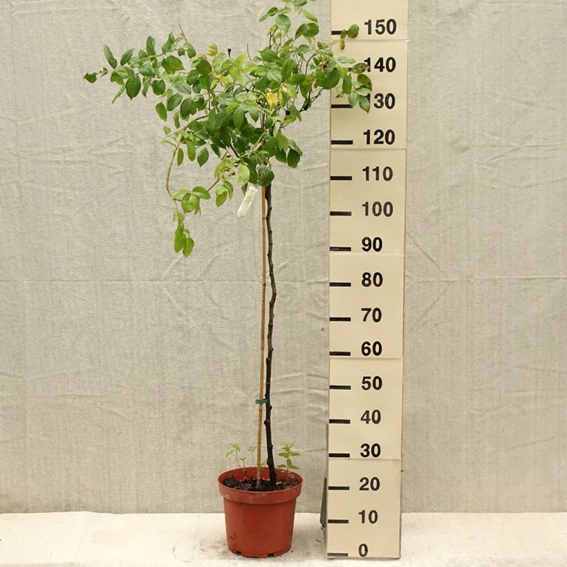 Amostra de Roseira padrão Claire Austin Vaso de 7,5 L/10 L, Haste tal como entregue no verão