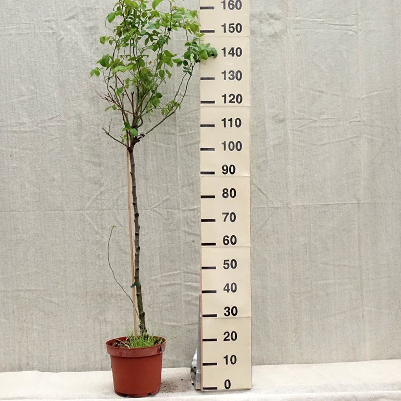 Amostra de Roseira padrão Claire Austin Vaso de 7,5 L/10 L, Haste tal como entregue na primavera