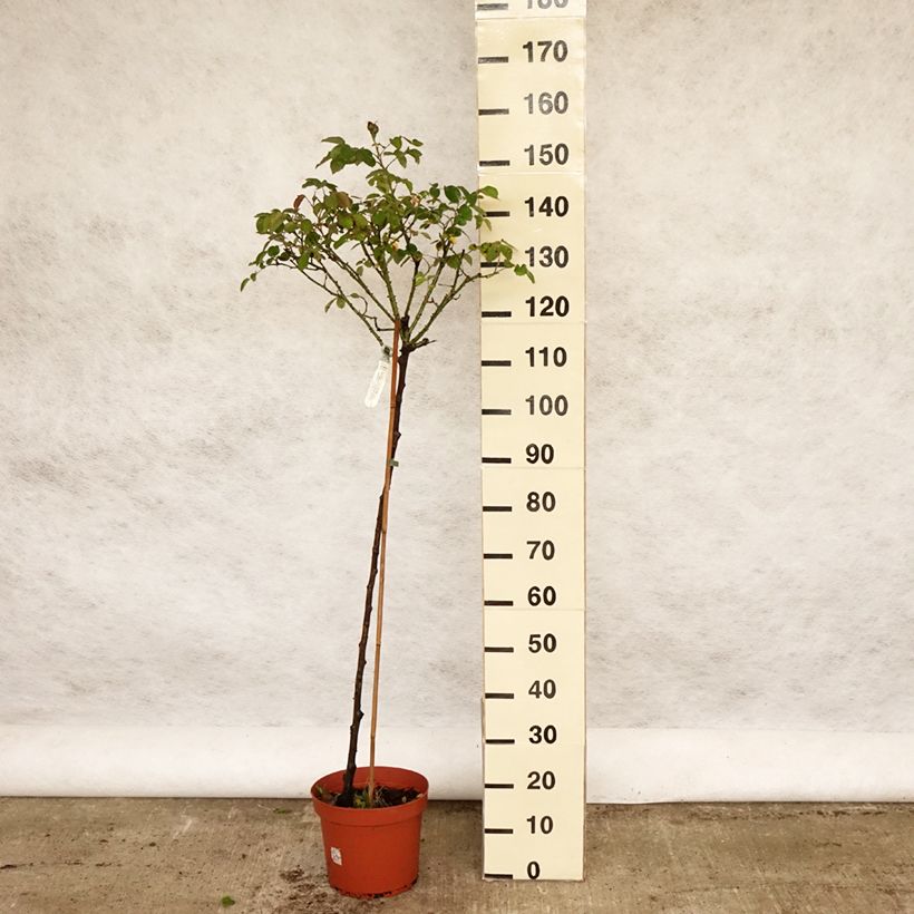 Amostra de Rosier Tige David Austin Darcey Bussel Pot de 7,5L/10L tal como entregue na primavera