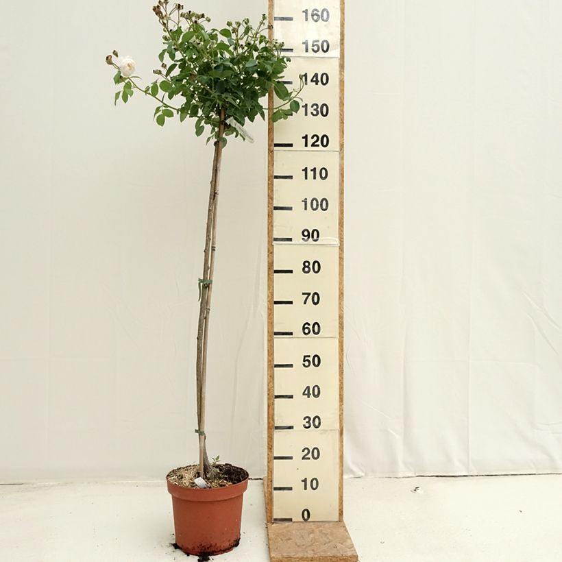 Amostra de Roseira padrão Desdemona Vaso de 7,5 L/10 L, Haste tal como entregue no verão