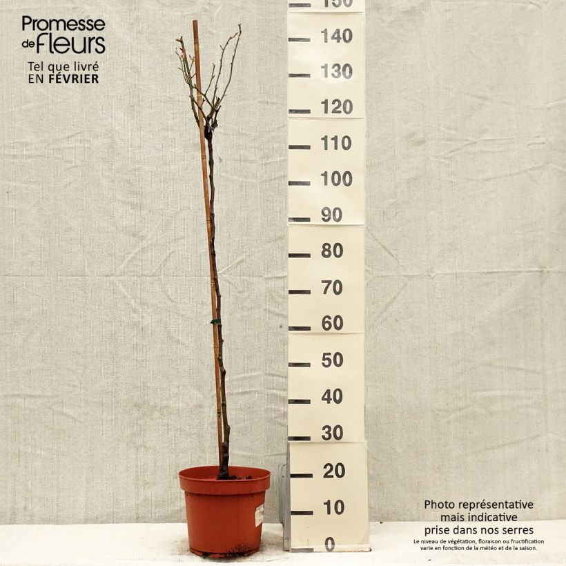 Amostra de Roseira padrão Desdemona Vaso de 7,5 L/10 L, Haste tal como entregue no inverno