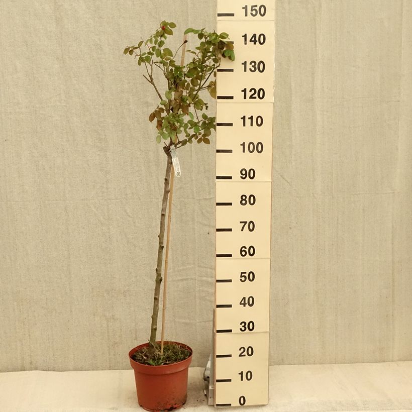 Amostra de Roseira padrão Desdemona Vaso de 7,5 L/10 L, Haste tal como entregue na primavera