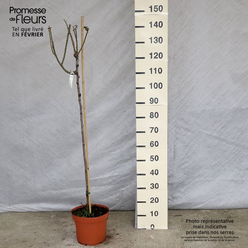 Amostra de Rosier Tige David Austin Gertrude Jekyll  Pot de 7,5L/10L tal como entregue no inverno