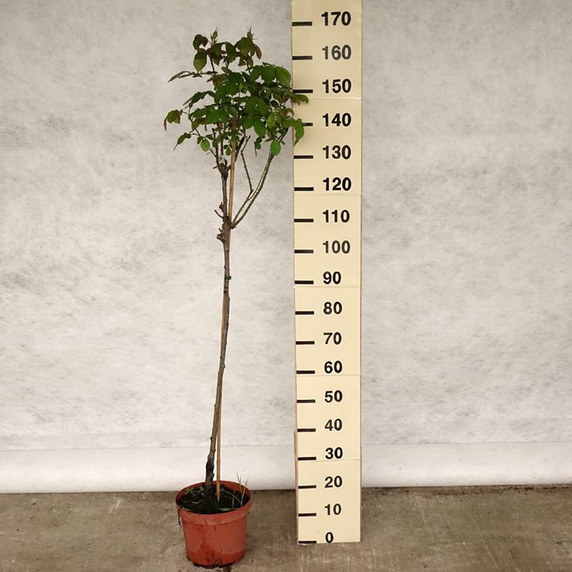 Amostra de Roseira padrão Gertrude Jekyll Vaso de 7,5 L/10 L, Haste tal como entregue na primavera