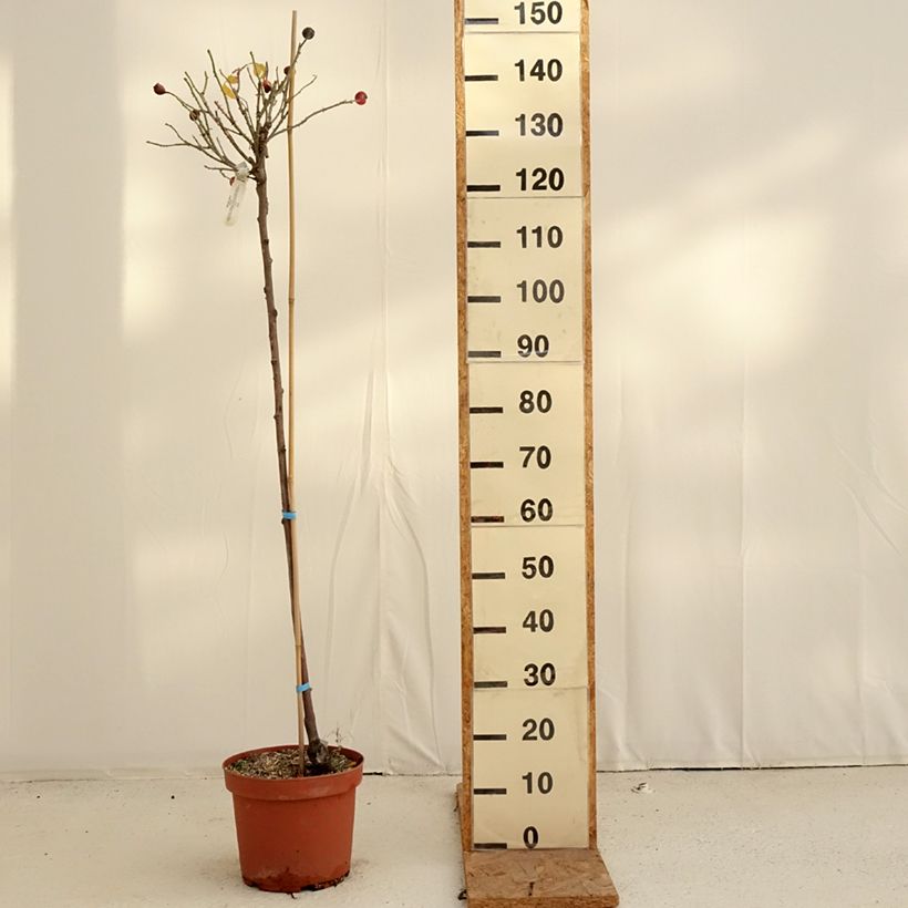 Amostra de Roseira padrão Gertrude Jekyll Vaso de 7,5 L/10 L, Haste tal como entregue no outono