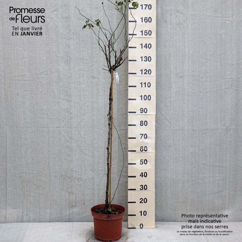 Amostra de Rosier Tige David Austin Lady Of Shalott Vaso de 4 L/5 L, Haste tal como entregue no inverno