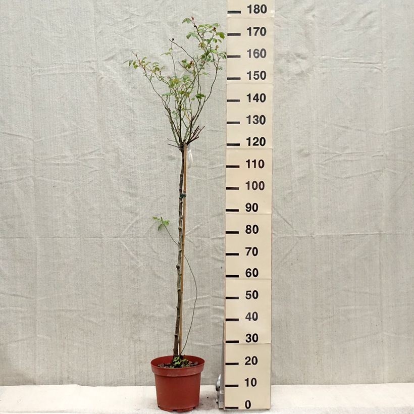 Amostra de Roseira padrão Lady of Shalott Vaso de 4 L/5 L, Haste tal como entregue na primavera