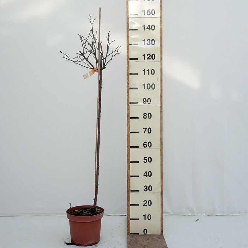 Amostra de Roseira padrão Flower Carpet Amber Vaso de 7,5 L/10 L, Haste tal como entregue no inverno