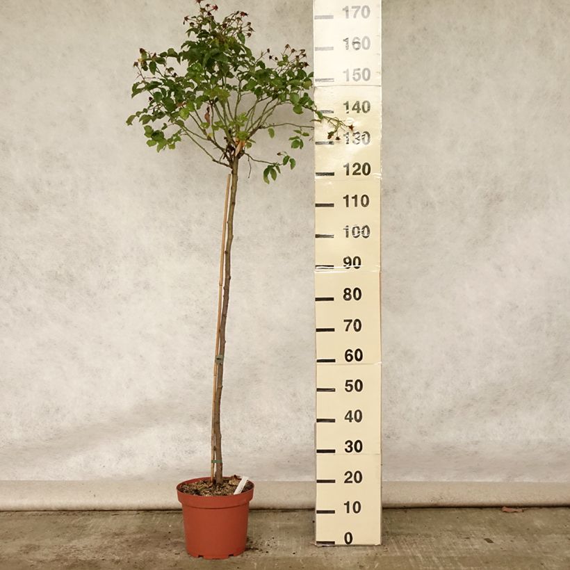 Amostra de Rosier tige Decorosier Calizia Pot de 7,5L/10L tal como entregue no verão