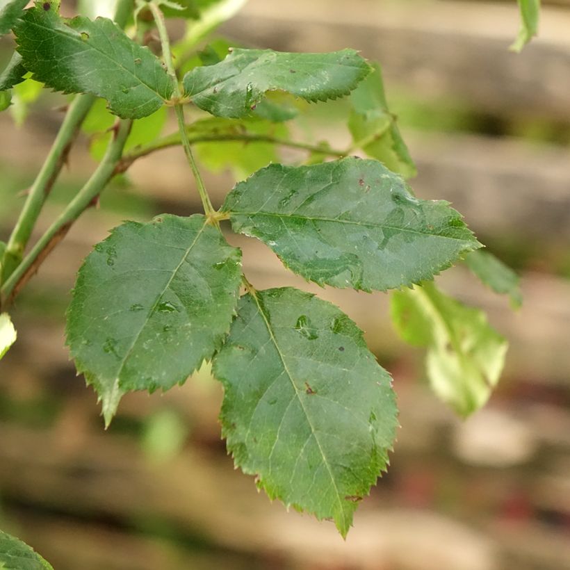 Roseira padrão Flower Carpet Amber (Folhagem)