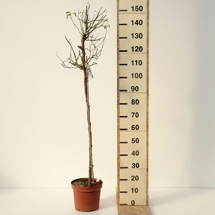 Amostra de Rosier tige Decorosier Celina Pot de 7,5L/10L tal como entregue no inverno