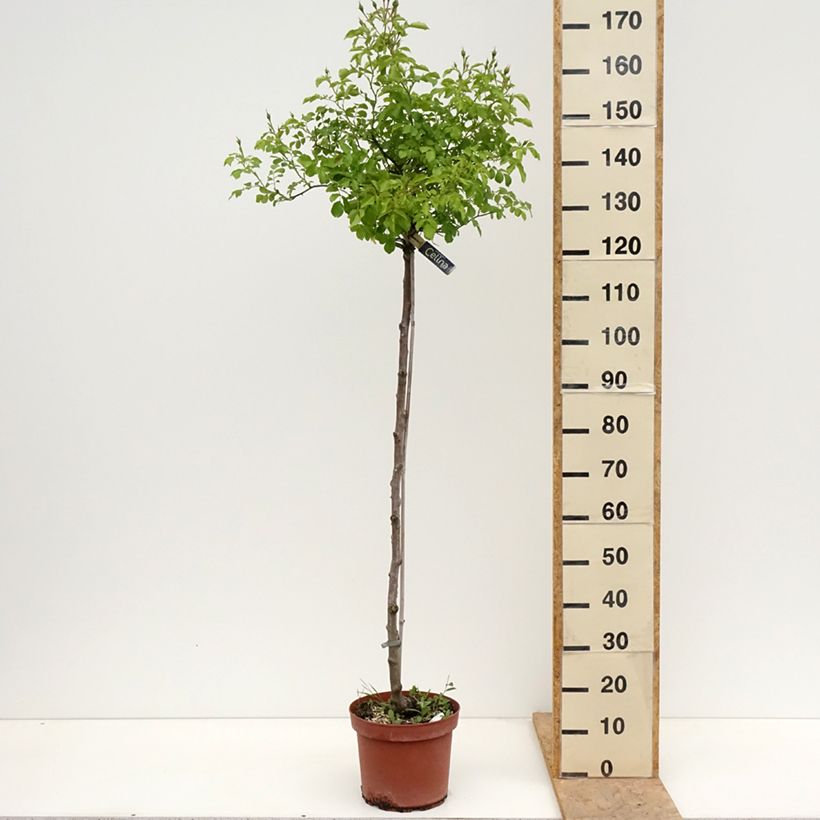 Amostra de Roseira padrão Flower Carpet Sunshine Vaso de 7,5 L/10 L, Haste tal como entregue na primavera