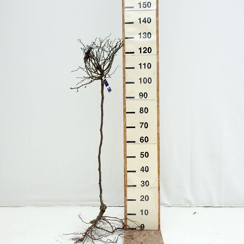 Amostra de Roseira padrão Flower Carpet Sunshine Raízes nuas, Haste tal como entregue no inverno