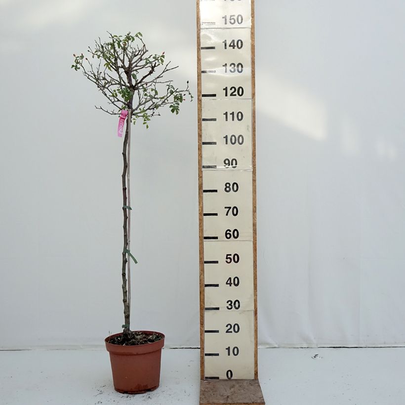 Amostra de Roseira padrão Flower Carpet Pink Vaso de 7,5 L/10 L, Haste tal como entregue no inverno