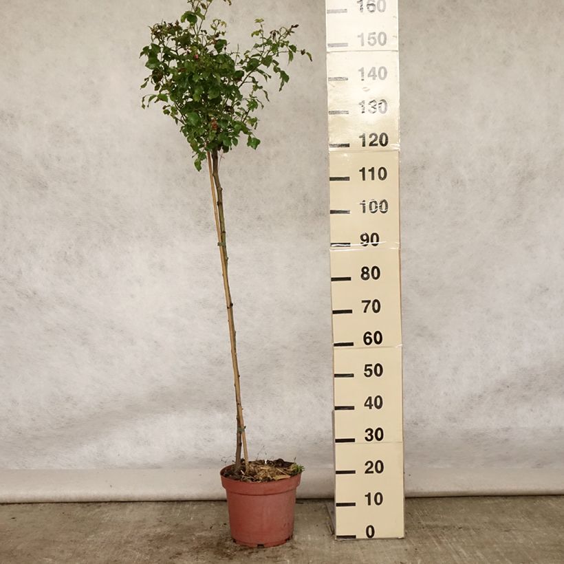 Amostra de Rosier tige Decorosier Emera Vaso de 7,5 L/10 L, Haste tal como entregue no verão