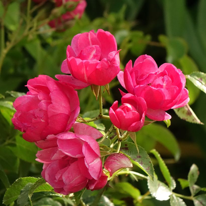 Roseira padrão Flower Carpet Pink (Floração)