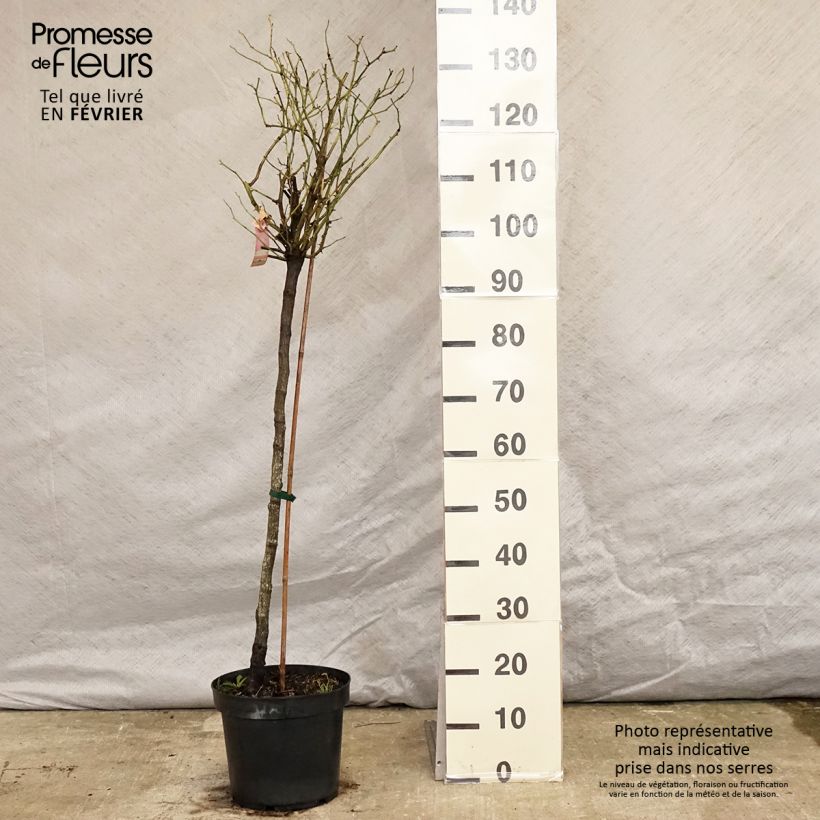 Amostra de Rosier tige Decorosier Mareva Vaso de 7,5 L/10 L, Haste tal como entregue no inverno