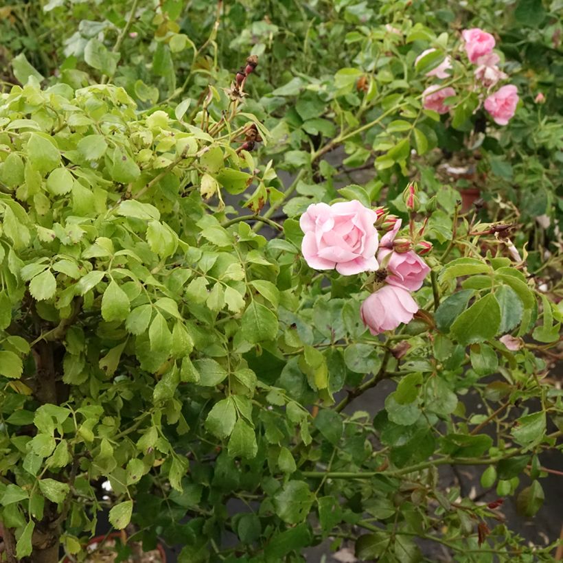 Roseira padrão Flower Carpet Appleblossom (Hábito)