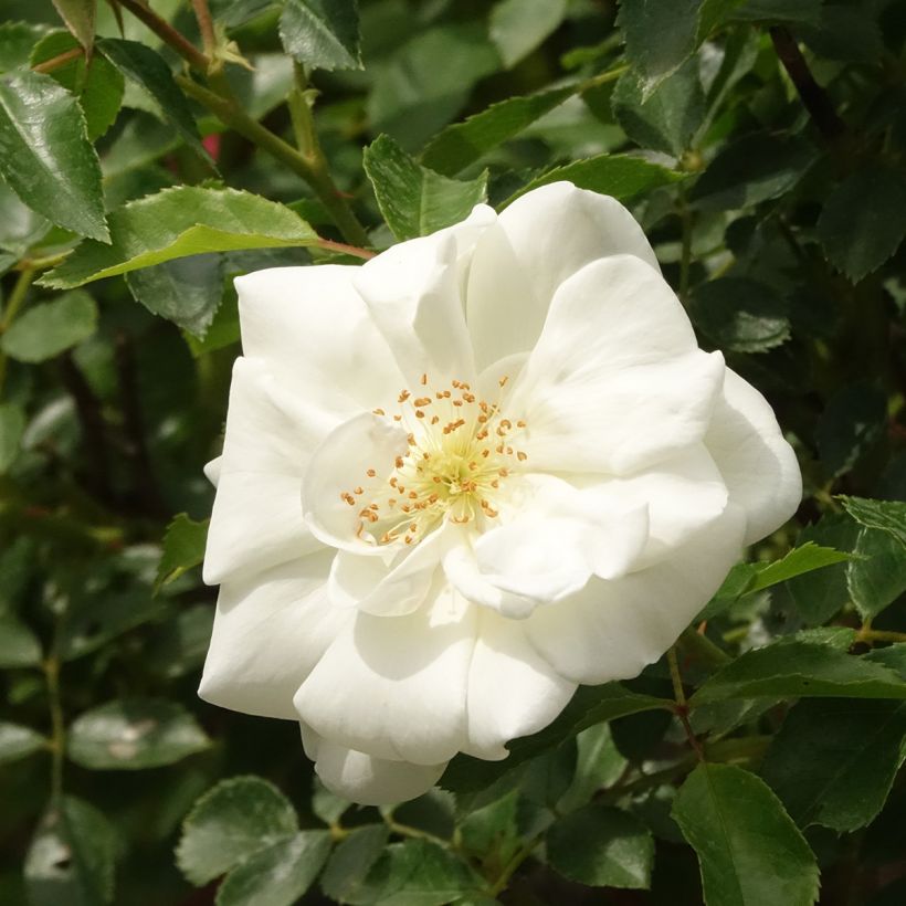 Roseira padrão White Flower Carpet (Floração)