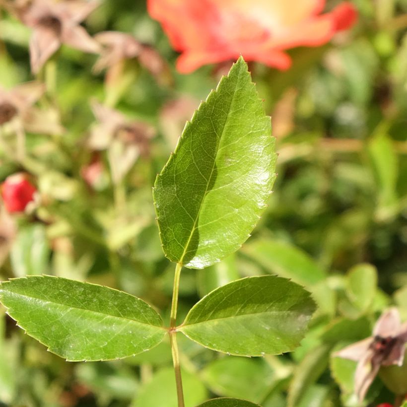 Roseira padrão Isalia (Folhagem)