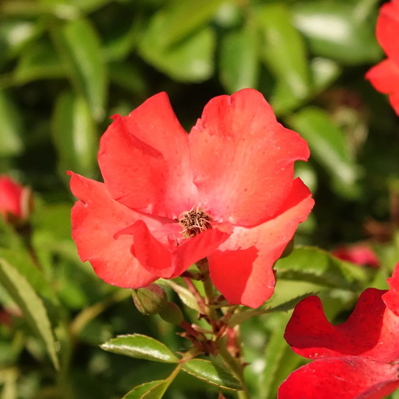 Roseira padrão Isalia (Floração)