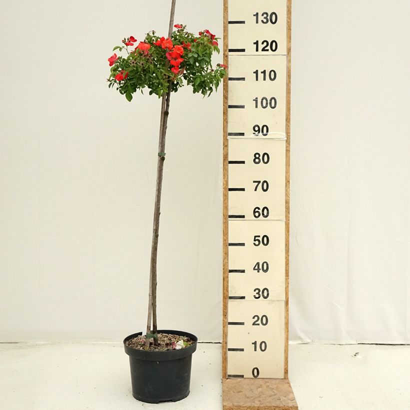 Amostra de Roseira padrão Isalia Vaso de 7,5 L/10 L, Haste tal como entregue no verão