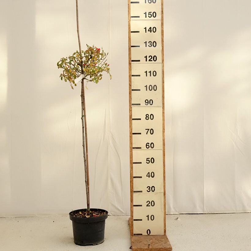 Amostra de Roseira padrão Isalia Vaso de 7,5 L/10 L, Haste tal como entregue no outono