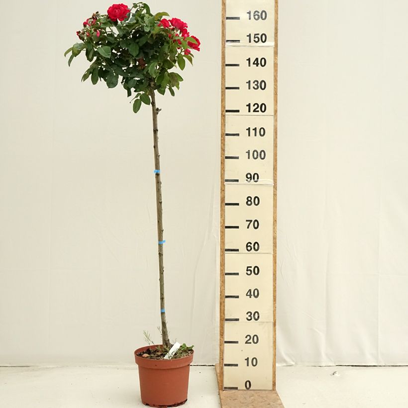 Amostra de Rosier tige Dominica Intercomdoor  Pot de 7,5L/10L tal como entregue no verão