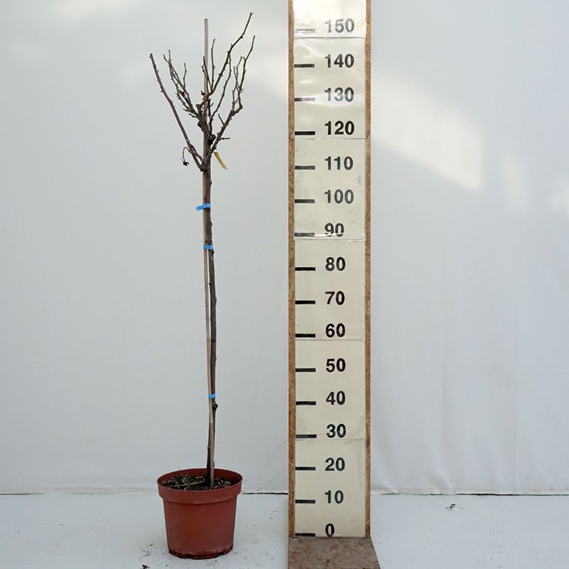 Amostra de Roseira padrão Dominica (Intercomdoor) Vaso de 7,5 L/10 L, Haste tal como entregue no inverno