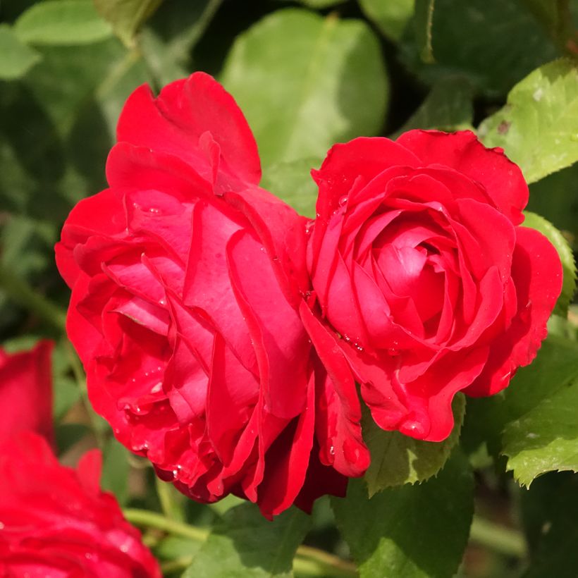 Roseira padrão Dominica (Intercomdoor) (Floração)