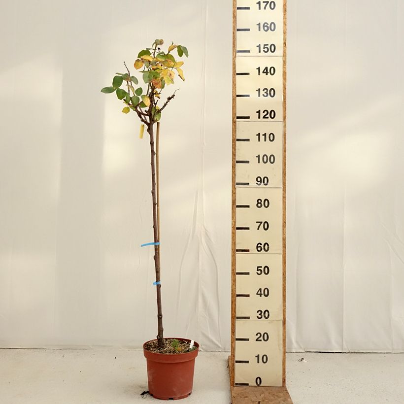 Amostra de Roseira padrão Dominica (Intercomdoor) Vaso de 7,5 L/10 L, Haste tal como entregue no outono