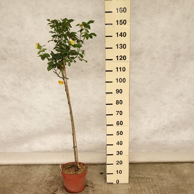 Amostra de Roseira padrão Friesia Vaso de 7,5 L/10 L, Haste tal como entregue no verão