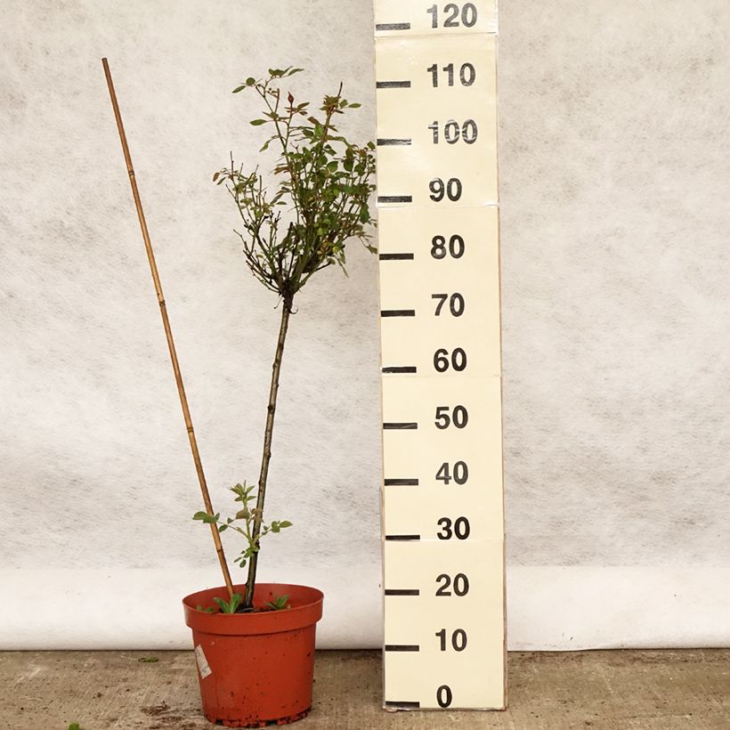 Amostra de Roseira padrão Global Hit Vaso de 4 L/5 L, Haste tal como entregue na primavera