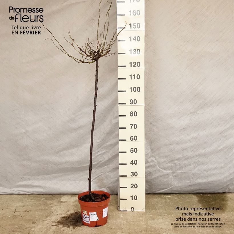 Amostra de Rosier tige Guirlande d'Amour Vaso de 7,5 L/10 L, Haste tal como entregue no inverno