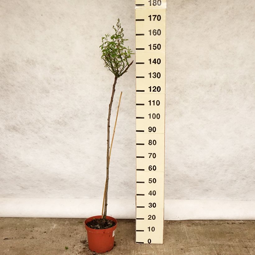 Amostra de Roseira padrão Guirlande d'Amour Vaso de 7,5 L/10 L, Haste tal como entregue na primavera