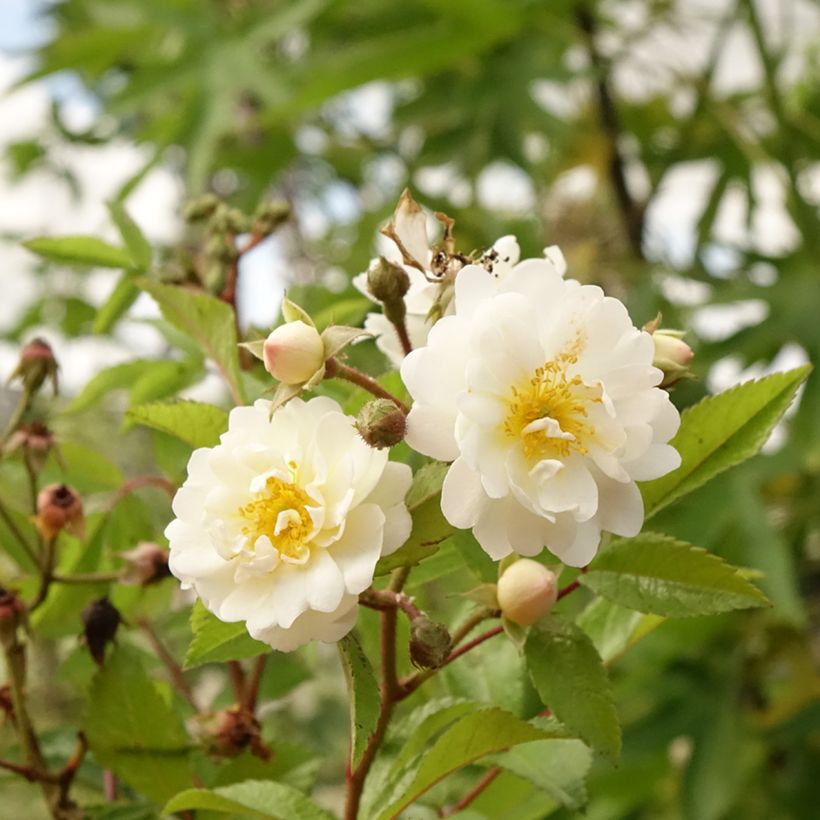 Roseira padrão Guirlande d'Amour (Floração)