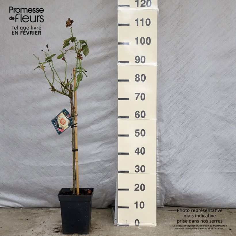 Amostra de Rosier tige Hansestadt Rostock Pot de 4L/5L tal como entregue no inverno