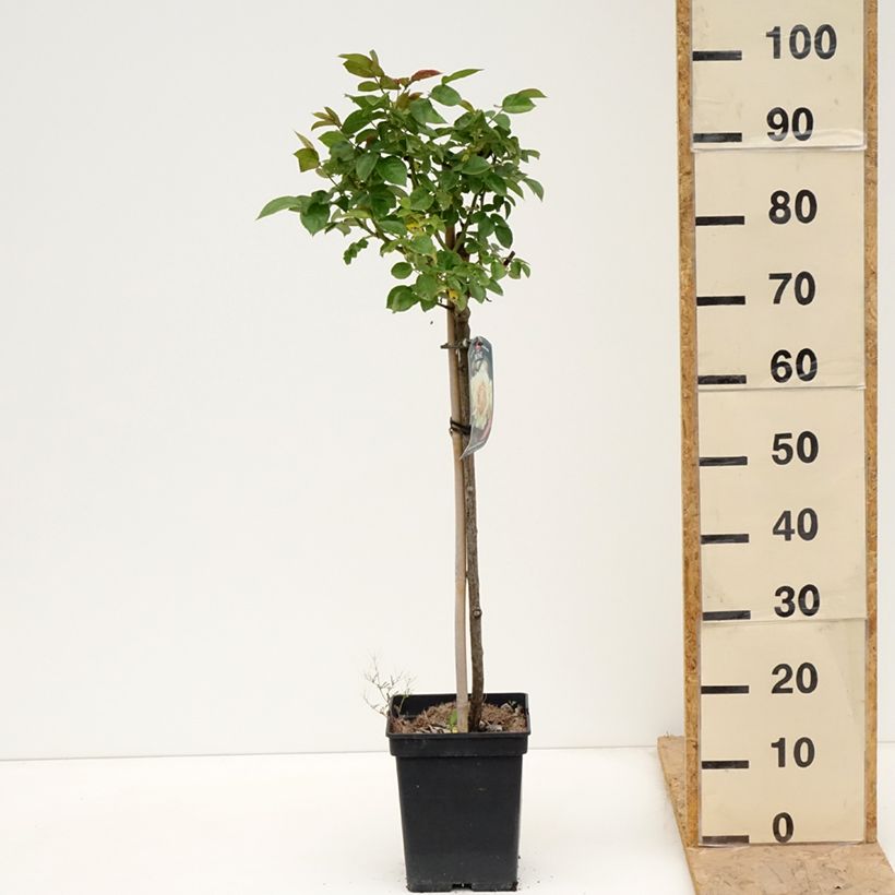 Amostra de Roseira padrão Hansestadt Rostock Vaso de 4 L/5 L, Haste tal como entregue na primavera