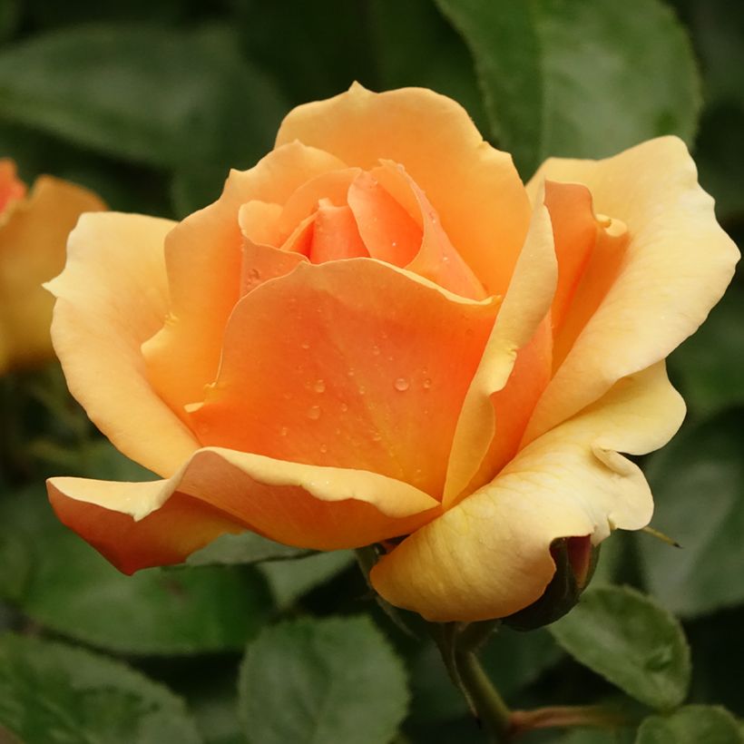 Roseira padrão Hansestadt Rostock (Floração)